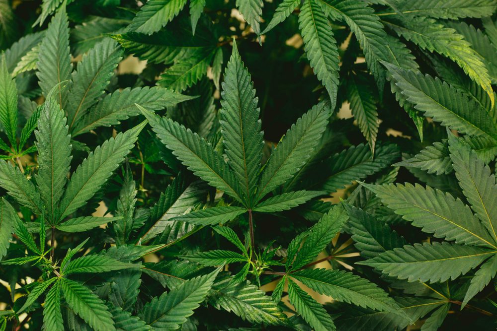 Jeff-W-en-Unsplash-Cannabis